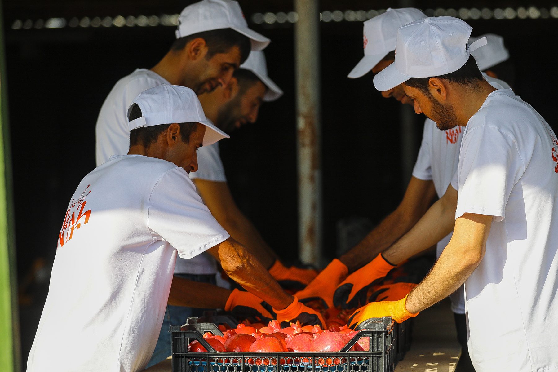 Pracovníci triedia zozbierané granátové jablká